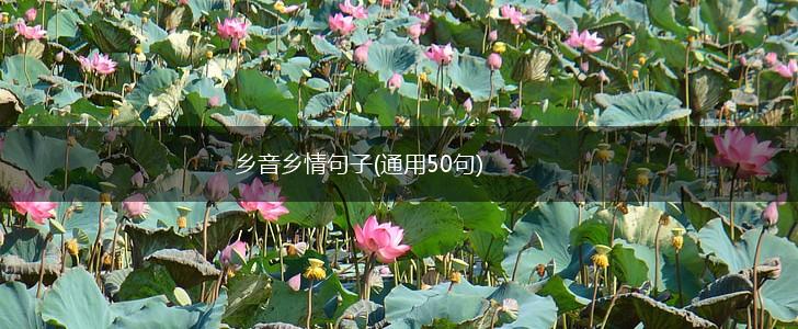 乡音乡情句子(通用50句),第1张