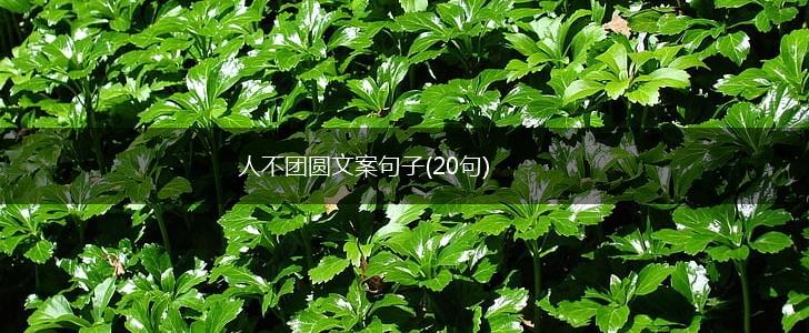 人不团圆文案句子(20句),第1张