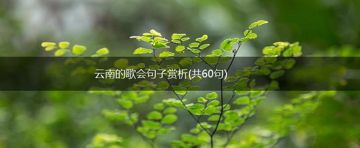 云南的歌会句子赏析(共60句),第1张