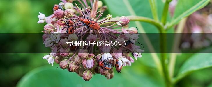亏赚的句子(必备50句),第1张