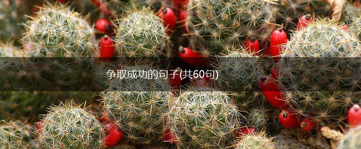 争取成功的句子(共60句),第1张