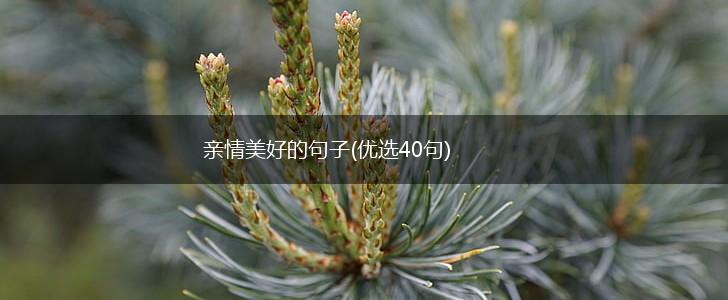亲情美好的句子(优选40句),第1张