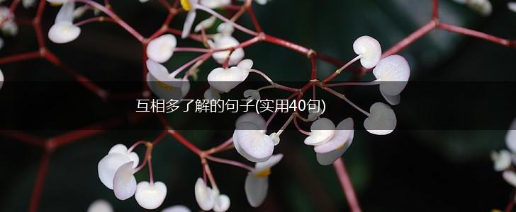 互相多了解的句子(实用40句),第1张