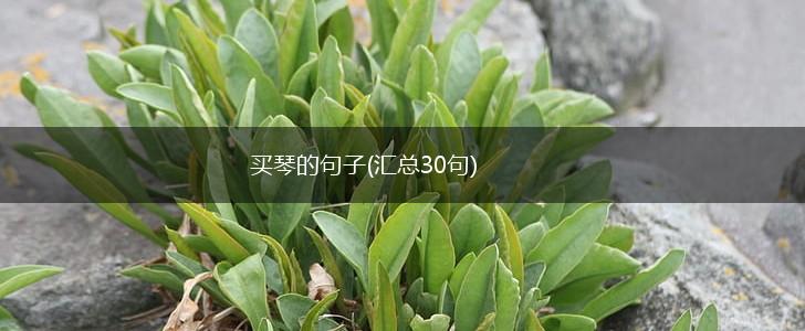 买琴的句子(汇总30句),第1张
