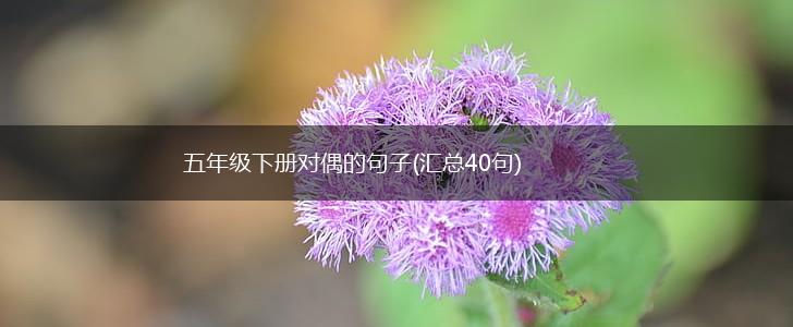 五年级下册对偶的句子(汇总40句),第1张