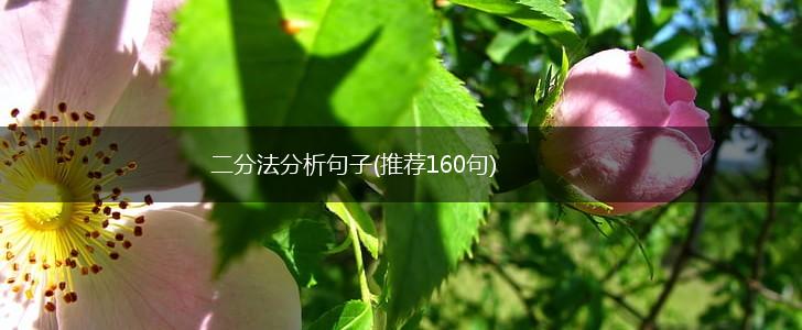 二分法分析句子(推荐160句),第1张