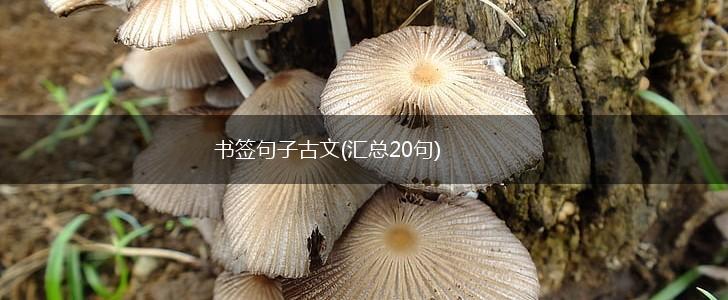书签句子古文(汇总20句),第1张
