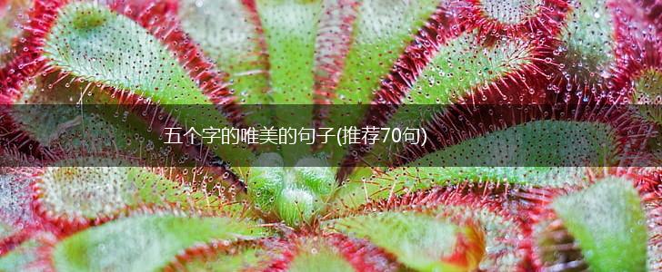 五个字的唯美的句子(推荐70句),第1张