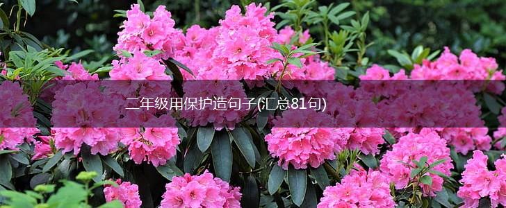二年级用保护造句子(汇总81句),第1张