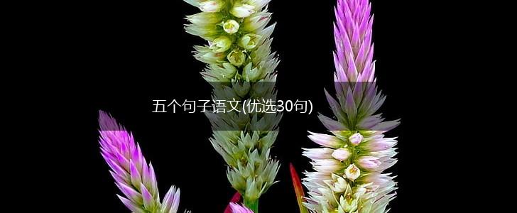 五个句子语文(优选30句),第1张