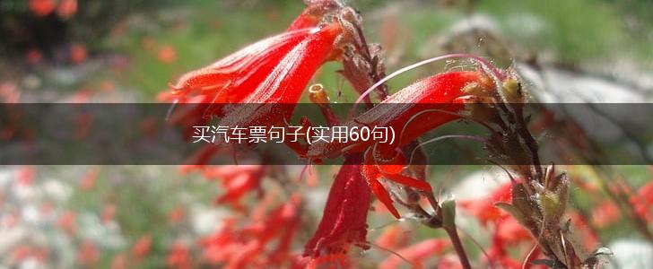 买汽车票句子(实用60句),第1张
