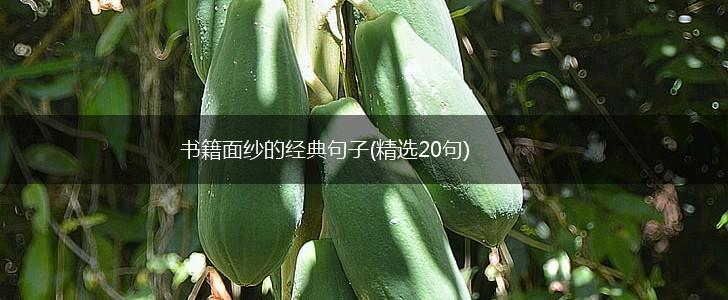 书籍面纱的经典句子(精选20句),第1张