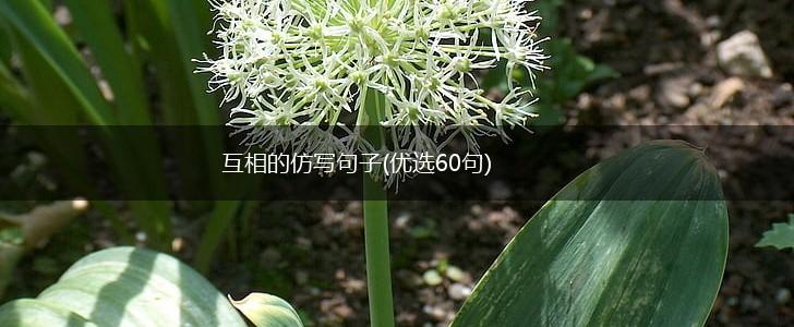互相的仿写句子(优选60句),第1张