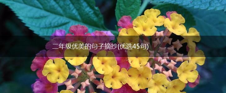 二年级优美的句子摘抄(优选45句),第1张