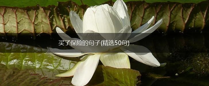 买了保险的句子(精选50句),第1张