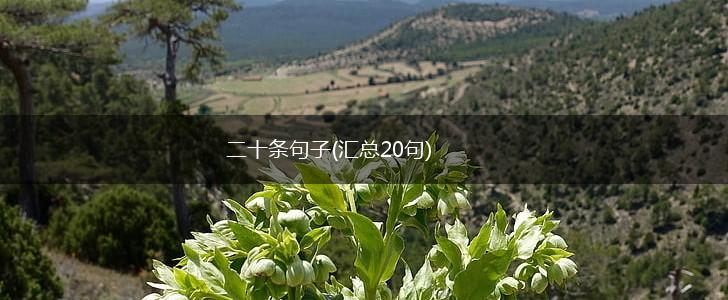 二十条句子(汇总20句),第1张