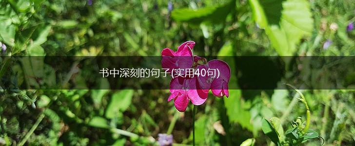 书中深刻的句子(实用40句),第1张