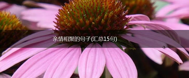 亲情相聚的句子(汇总15句),第1张