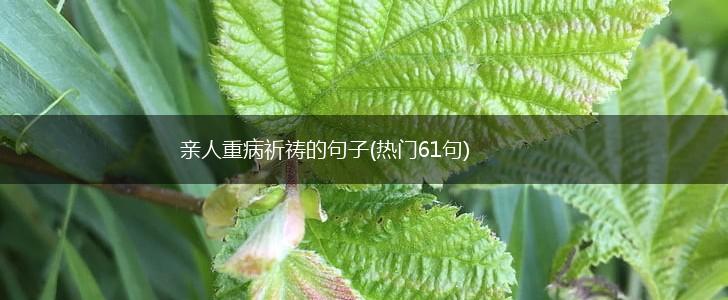 亲人重病祈祷的句子(热门61句),第1张