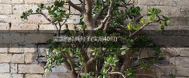 买菜的经典句子(实用40句),第1张