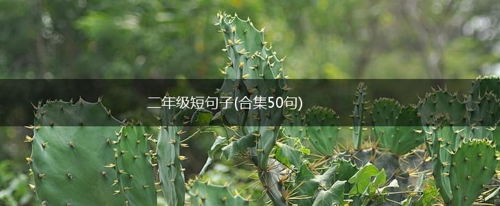 二年级短句子(合集50句),第1张