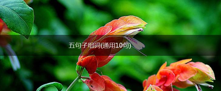 五句子组词(通用10句),第1张