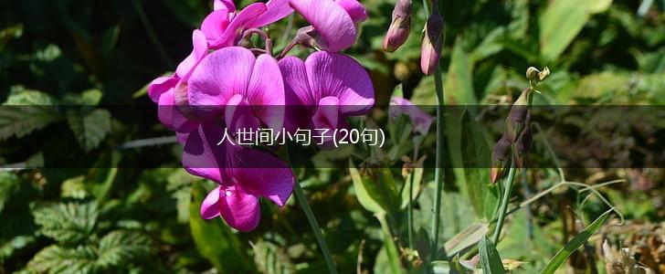 人世间小句子(20句),第1张