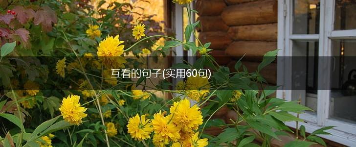 互看的句子(实用60句),第1张
