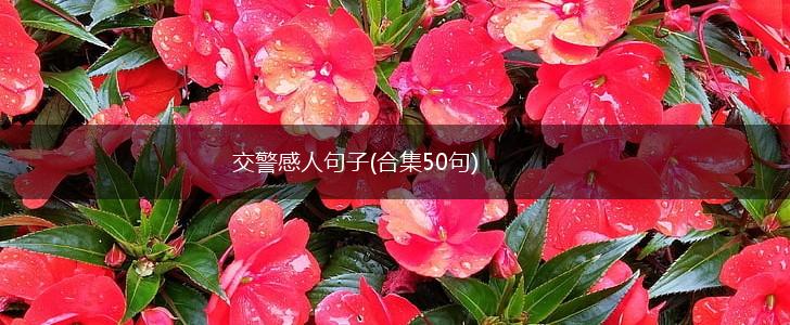 交警感人句子(合集50句),第1张