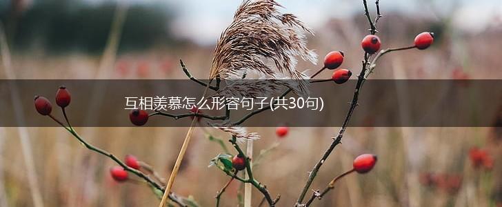 互相羡慕怎么形容句子(共30句),第1张