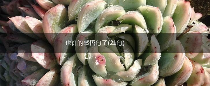 也许的感悟句子(21句),第1张