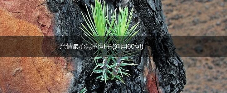 亲情最心寒的句子(通用60句),第1张