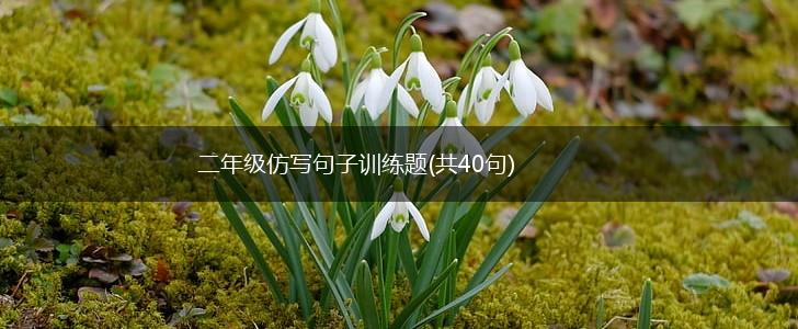 二年级仿写句子训练题(共40句),第1张