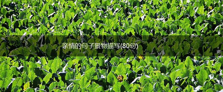 亲情的句子景物描写(80句),第1张