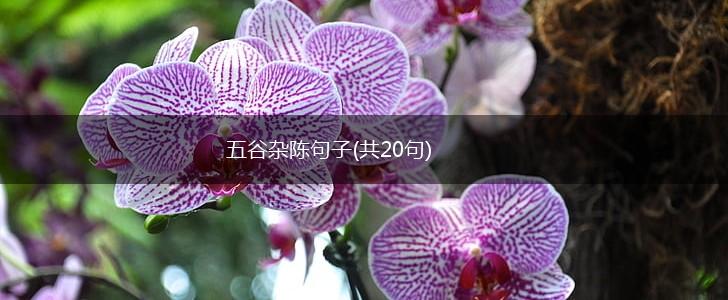 五谷杂陈句子(共20句),第1张