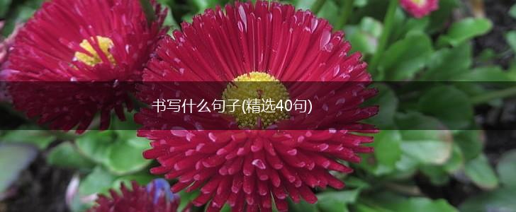 书写什么句子(精选40句),第1张