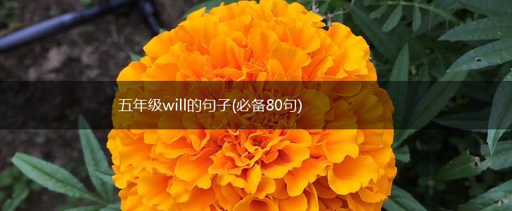 五年级will的句子(必备80句),第1张