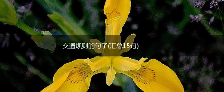 交通规则的句子(汇总15句),第1张