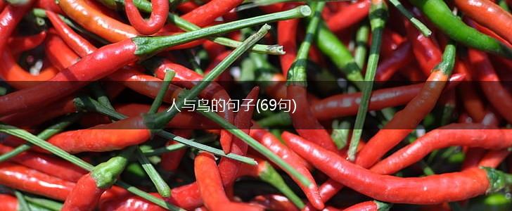 人与鸟的句子(69句),第1张