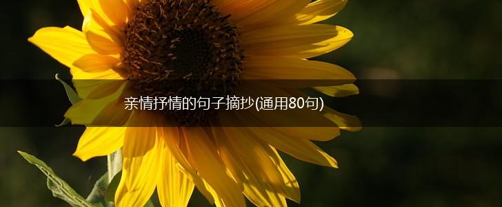 亲情抒情的句子摘抄(通用80句),第1张
