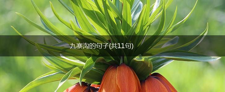 九寨沟的句子(共11句),第1张