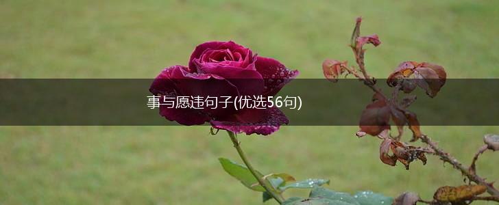 事与愿违句子(优选56句),第1张