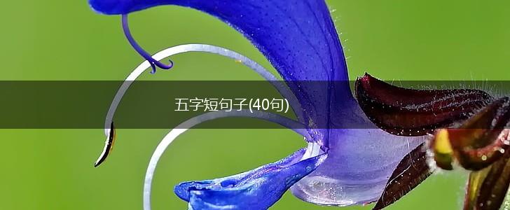五字短句子(40句),第1张