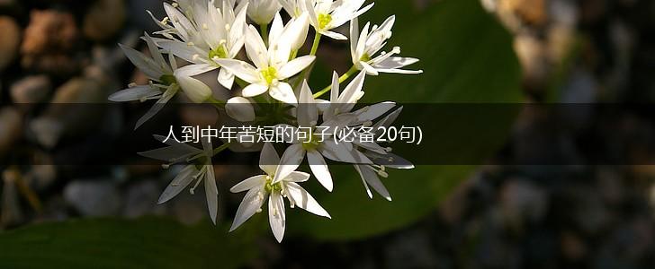 人到中年苦短的句子(必备20句),第1张
