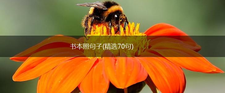 书本照句子(精选70句),第1张