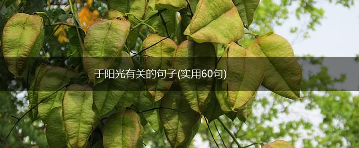 于阳光有关的句子(实用60句),第1张