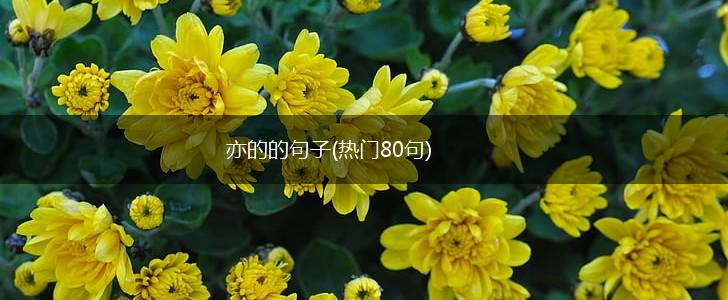亦的的句子(热门80句),第1张