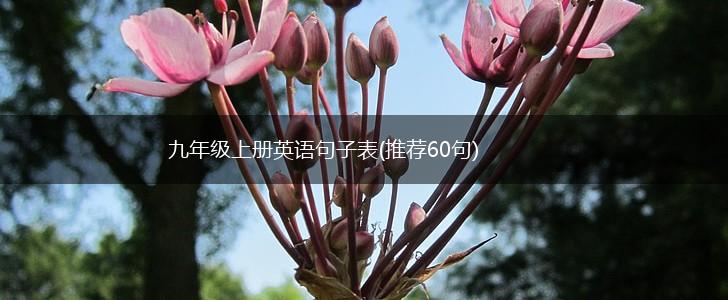 九年级上册英语句子表(推荐60句),第1张