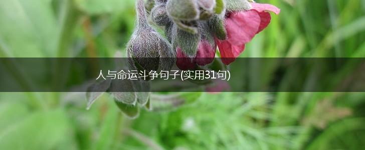 人与命运斗争句子(实用31句),第1张