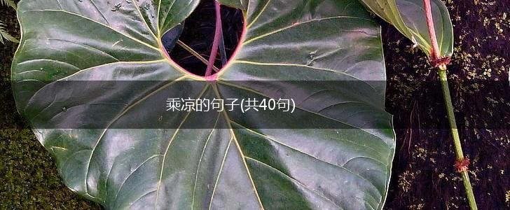 乘凉的句子(共40句),第1张